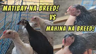 Dahilan bakit ako nag breed ng oriental fowl!