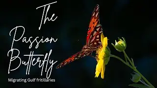 Passion butterfly: About the Gulf fritillary