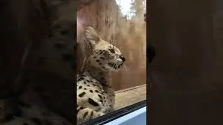 Зверушки на лампушке, зоопарк в Ленинградской области 