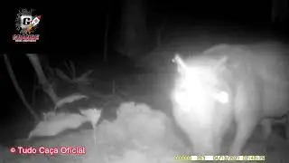 Pacuçu gigante  na câmera de trilha