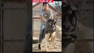 Kangal Dog Vs Alabai Dog Fight