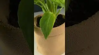 Realistic 3D Printed Burlap Plant Pot 