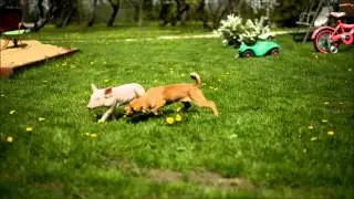 Dog and four piggys