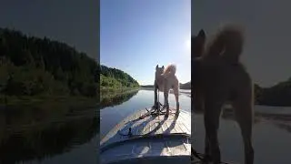 Птеродактиль местный)))