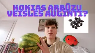 ARBŪZŲ SĖKLOS - KURIOS VEISLĖS SKANIAUSIOS? 2023