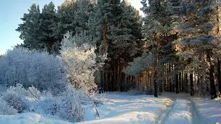Как чекеровщик обрабатывает лес в лесосеке.
