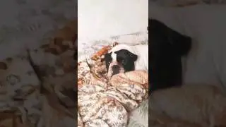 minha cachorrinha e muito fofinha💜💜💜💜