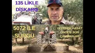ZEYTİNLİKTE HASAT ÖNCESİ SON HAZIRLIKLAR. 135 LİK MASSEYLE DİSKARO KUBOTA İLE SÜRGÜLEME YAPTIK.