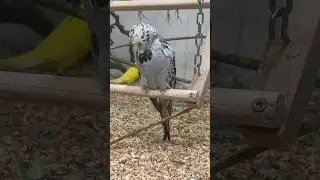Flecking show budgies #budgies #budgie #muhabbetkuşu #muhabet #viral #periquito #budgie