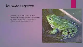 Земноводные. Общие признаки земноводных. Среда обитания и внешнее строение лягушки биология 8 класс
