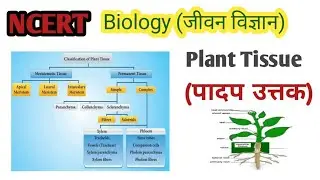 @lessonacademy1700 /Plant Tissue/High school/पादप उत्तक/ Tissue