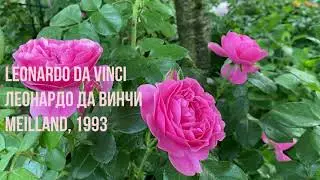 Розы в саду. Мои розовые композиции 2022г🌺🌺🌺