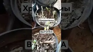 ЖИВА 🎋 ли ХРИЗАНТЕМА ❗❓