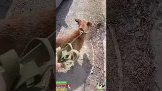 Добровольно поехала  на стерилизацию