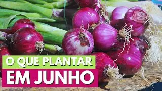 HORTALIÇAS PARA SEMEAR EM JUNHO DE 2024  Canal Meu Quintal