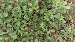 Purslane and Euphorbia prostrata: what to look for to avoid confusing them