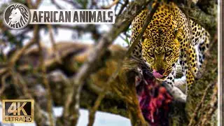 🐆 Leopard eats warthog in a tree in the Masai Mara