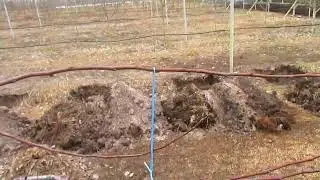 Груша на шпалере.