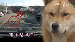 블랙박스에 찍힌 진상 개🐶?! 누렁이는 왜 도로 한가운데에 드러눕는 걸까?! | KBS 생생정보통 111213 방송