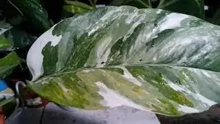epiprenum varigata mewah sale