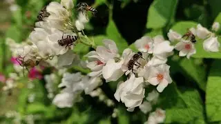 Жужжание пчел/ Звуки для медитации, отдыха и сна. /Relax