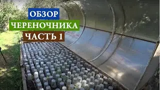 Обзор череночника часть 1