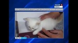 Саперы Томского ОМОНа спасли котёнка