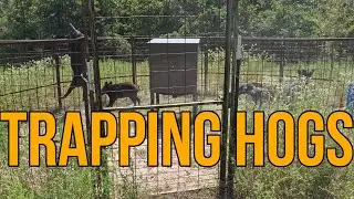 Trapping Hogs