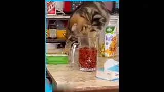 Самый голодный кот на планете земля 😁