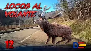 VAYA ANIMAL! 🫎 - Locos al volante 12 - Dashcams España