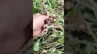 Moongfali🥜/ Groundnut #shorts #viral #farming