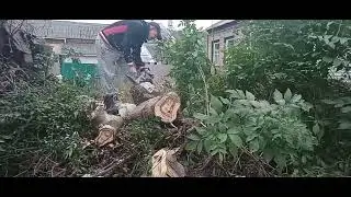 Завалили горіх. Підготовка до зими