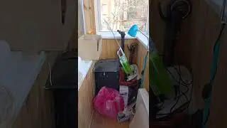 27.04.2024 Перчик на Балкончике