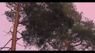 Екатерина Польгуева. Деревянные дачи как старые корабли.