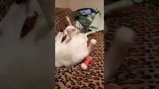 Хаски Веста