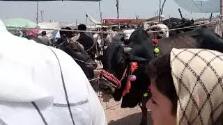 185k demand in palosi mandi Peshawar