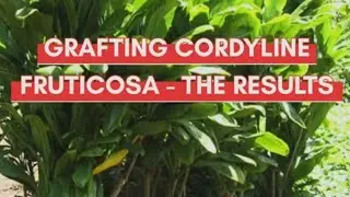 Grafting Cordyline Fruticosa - The Results🤞🏼🙏🏼