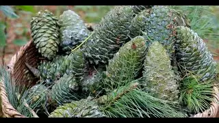 Cedar Nuts: The Most Yummy Nut || 松子