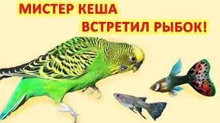 Mister Kesha the parrot meets fish! 😊😄🙃 Eng subs