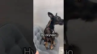 Дружба с детства😍 Ника и Тэффи😍 #dog #глухаятэффи #собака #животные #dog