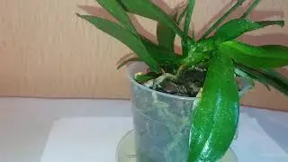 Что такое детки орхидеи и что с ними делать