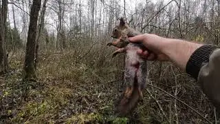 Охота с лайкой! Белки, белки, лоси, дождь.