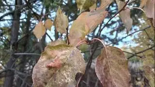 Осенний лист. Антонина Санникова