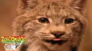 Zoboomafoo 114 - Tracks | HD | Full Episode