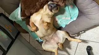 Watch this dog freak out!