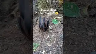 ISANG URI NG HALAMAN NA NAG BUBUGA NG USOK MATAPOS HAPLOSIN?  Sa pilipinas makikita