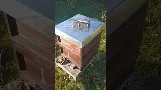 Пчелы в Германии зимой
