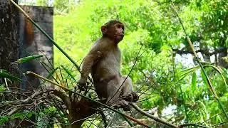 From the Playful Capuchin to the Majestic Mandrill: The Extraordinary Beauty of Monkeys in Nature