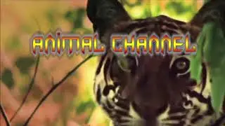 Luta de animais selvagens