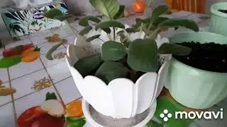 пересадка глоксиний.новые кашпо